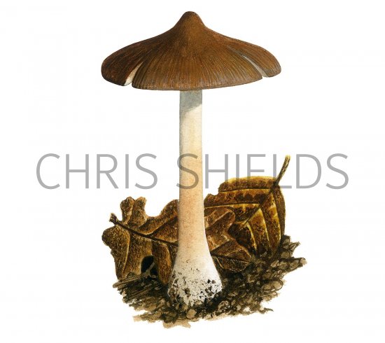 Illustration of Inocybe napipes (Bulbous Fibrecap) (#3533)