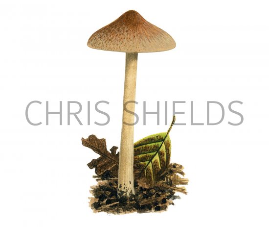 Illustration of Inocybe phaeodisca (#3537)
