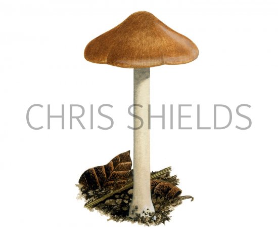 Illustration of Inocybe praetervisa (#3568)