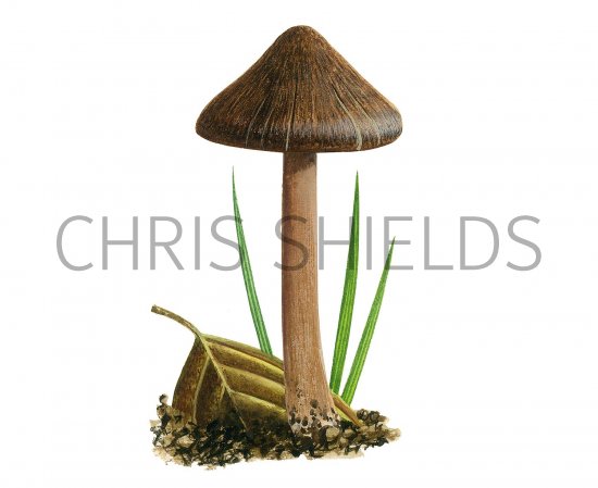 Illustration of Inocybe pusia (#3536)