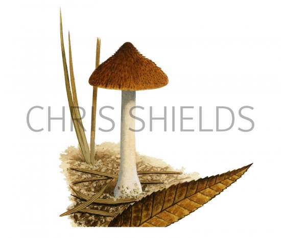 Illustration of Inocybe posterula (#3570)