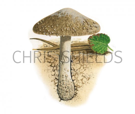 Illustration of Inocybe serotina (#3538)