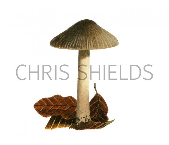 Illustration of Inocybe splendens var. phaeoleuca (#3469)