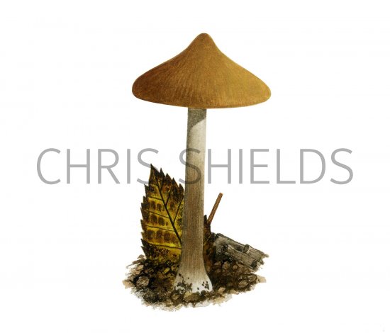 Illustration of Inocybe xanthomelas (#3567)