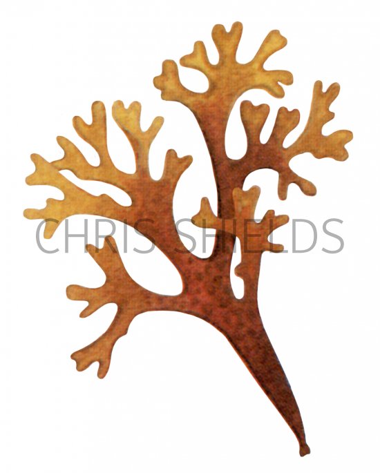Illustration of Irish moss (Chondrus crispus) (#4240)
