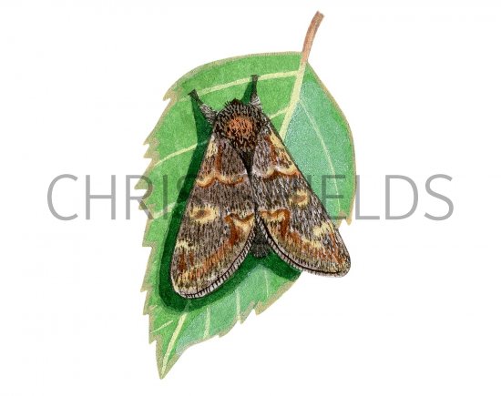 Illustration of Iron Prominent (Notodonta dromedarius) (#2482)