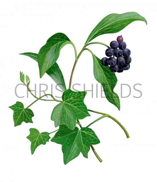 Illustration of Ivy (Hedera helix) (#3687)
