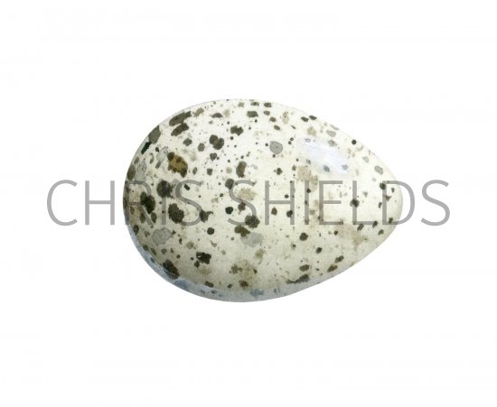 Illustration of Jackdaw egg (Corvus monedula) (#2426)