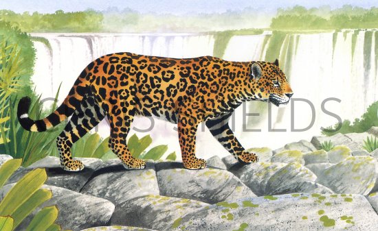 Illustration of Jaguar (Panthera onca) (#1090)
