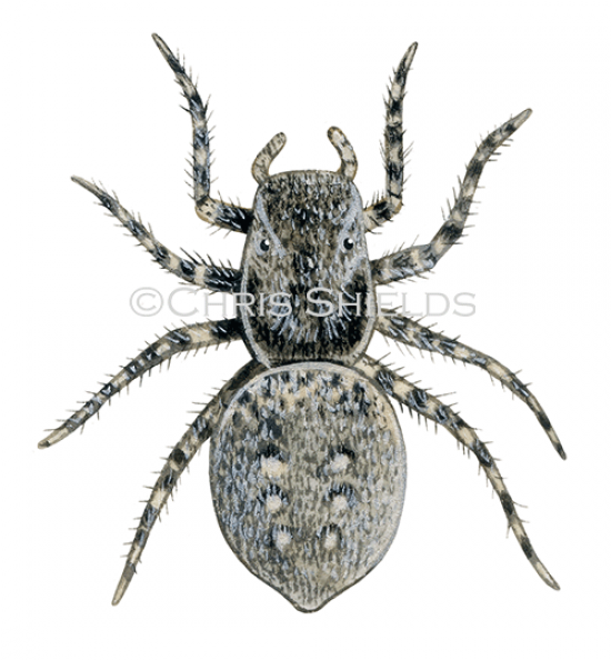 Illustration of Jumping Spider (Aelurillus v-insignitus) (#4711)