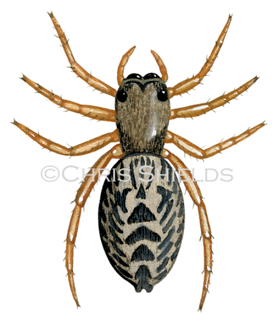 Illustration of Jumping Spider (Europhrys langigera). (#2920)