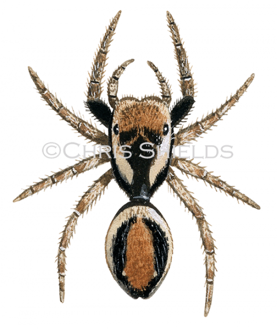 Illustration of Jumping Spider male (Evarcha falcata) (#2917)