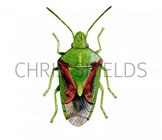 Illustration of Juniper Shield Bug (Cyphostethus tristriatus) (#1702)