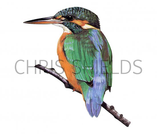 Illustration of Kingfisher (Alcedo atthis) (#3703)