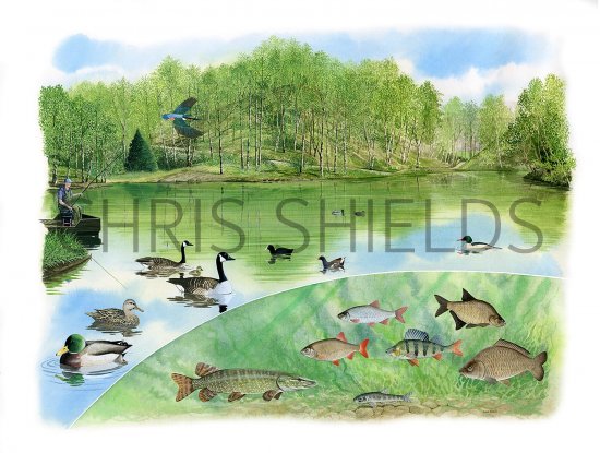 Illustration of Little Dawley Pools (#3250)
