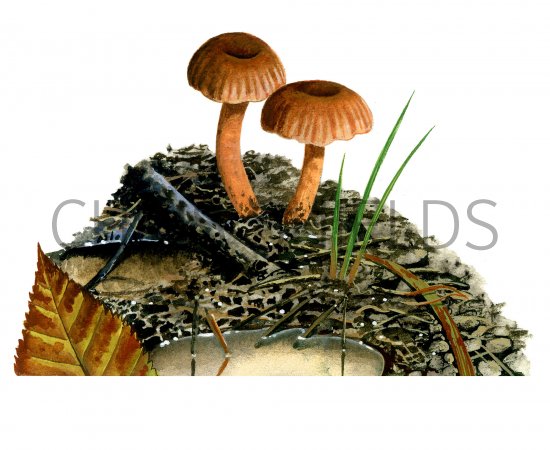 Illustration of Laccaria tortilis (Twisted Deceiver) (#3994)