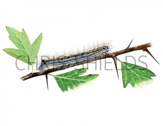 Illustration of Lackey Moth Caterpillar (Malacosoma neustria) (#2526)