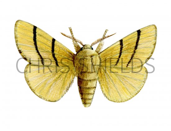 Illustration of Lackey Moth (Malacosoma neustria) (#1258)