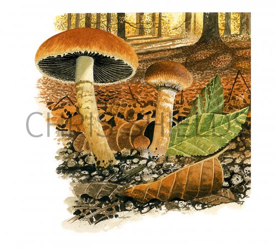 Illustration of Lacrymaria pyrotricha (#3491)