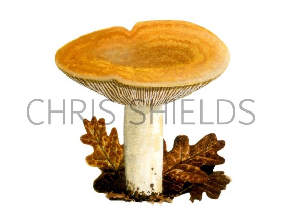 Illustration of Lactarius acerrimus (#1907)