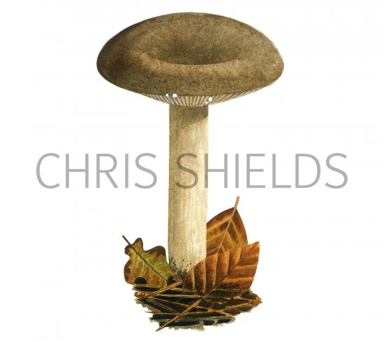Illustration of Lactarius fuliginosus (Sooty Milkcap) (#3503)