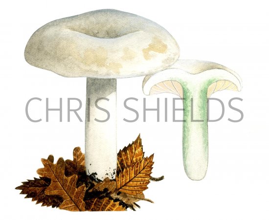 Illustration of Lactarius glaucescens (#1931)