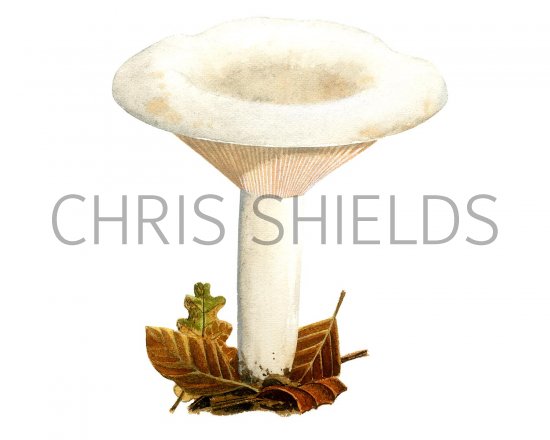 Illustration of Lactarius piperatus (Peppery Milkcap) (#1932)