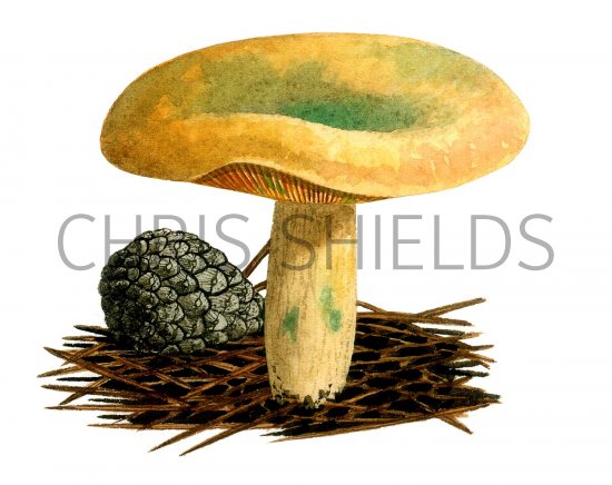 Illustration of Lactarius semisanguifluss (#1925)