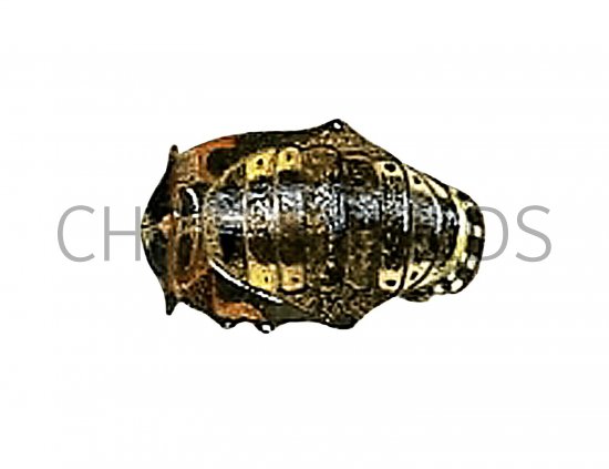 Illustration of Ladybird Pupae (#0923)
