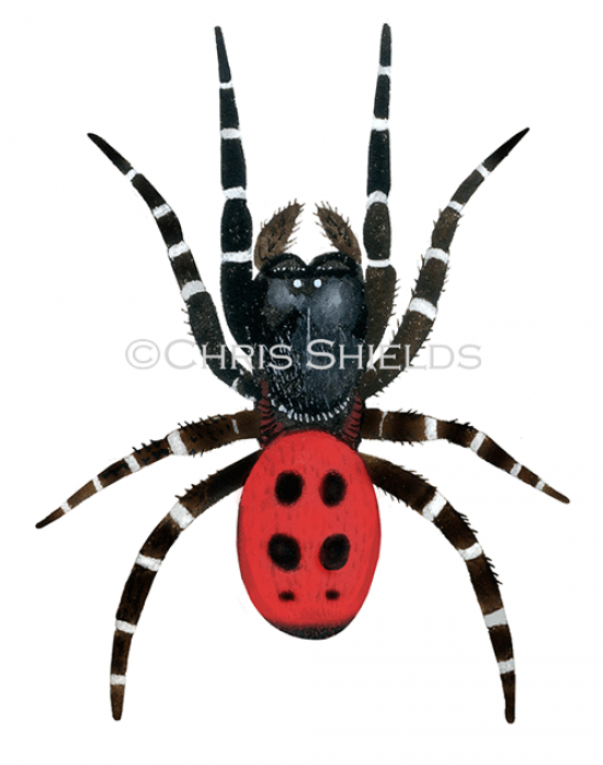 Illustration of Ladybird Spider male (Eresus sandaliatus) (#4237)
