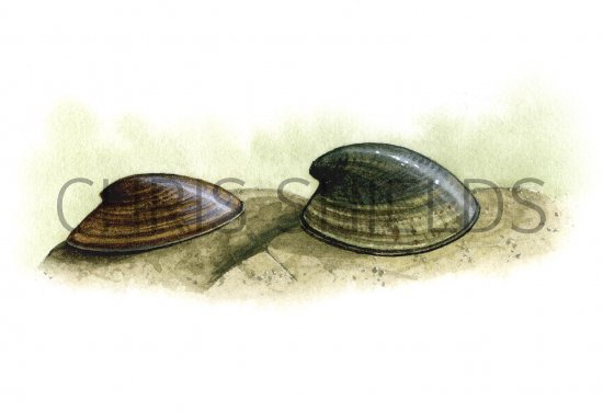Illustration of Lake & River Limpets (Acroloxus lacustris) & (Ancylus fluviatilis) (#1653)