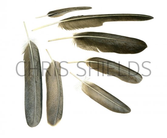 Illustration of Lammergeyer feathers (Gypaetus barbatus) (#1767)