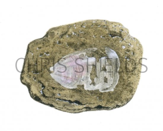 Illustration of Lampshell Fossil (Lingula) (#0691)