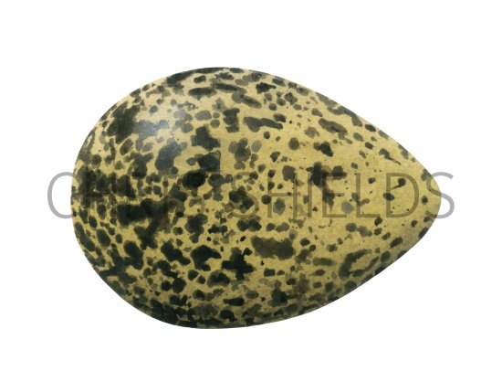 Illustration of Lapwing egg Vanellus vanelus (#1776)