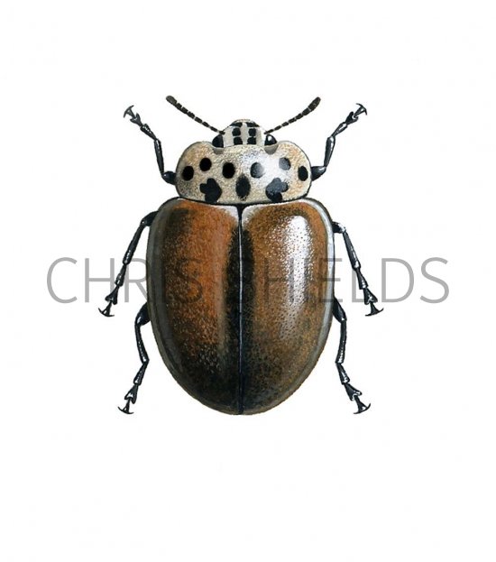 Illustration of Larch Ladybird (Aphidecta obliterata) (#0899)