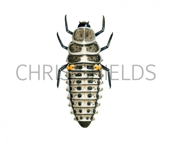 Illustration of Larch Ladybird Larvae (Aphidecta obliterata) (#1798)