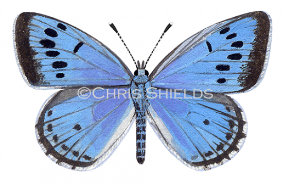 Illustration of Large Blue male (Maculinea arion) (#1740)