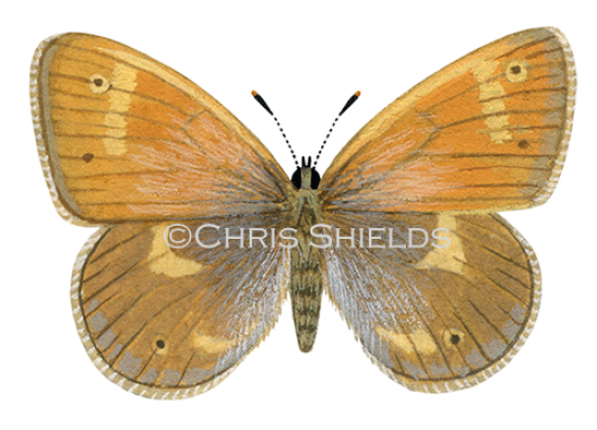 Illustration of Large Heath female (Coenonympha tullia scotica) (#0306)