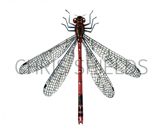 Illustration of Damselfly (Large Red) Pyrrhosoma nymphula (#2790)