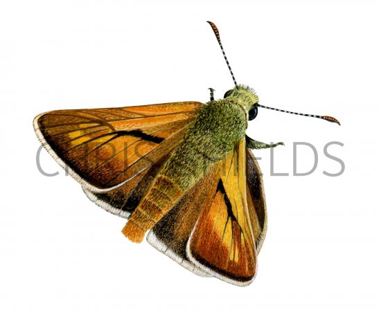 Illustration of Large Skipper (Ochlodes venatus) (#2743)
