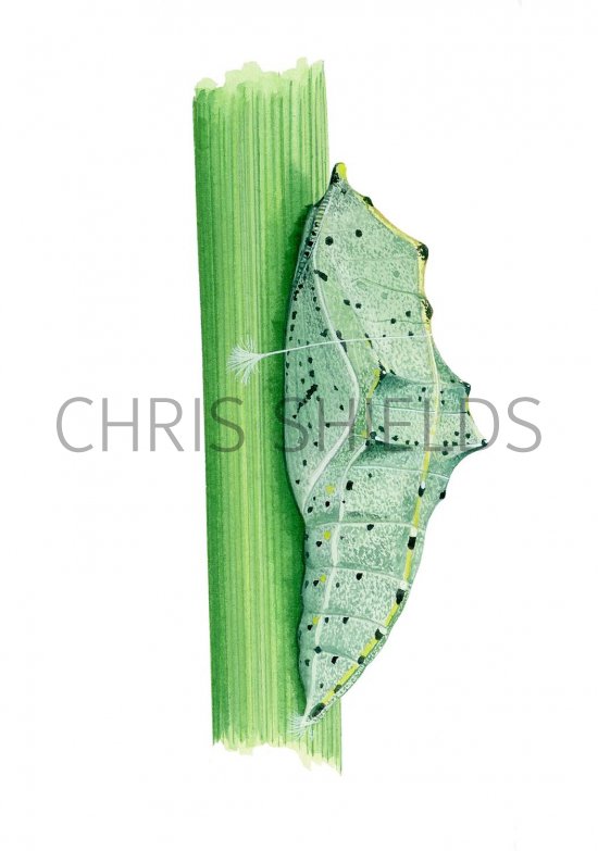 Illustration of Large White Butterfly Pupae (Pieris brassicae) (#3169)