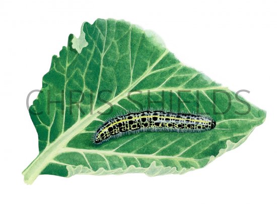 Illustration of Large White Caterpillar Pieris brassicae) (#2503)