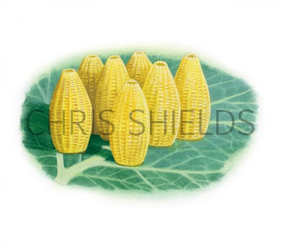 Illustration of Large White Butterfly Eggs (Pieris brassicae) (#3168)
