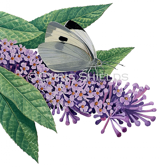 Illustration of Large White (Pieris brassicae) (#0311)