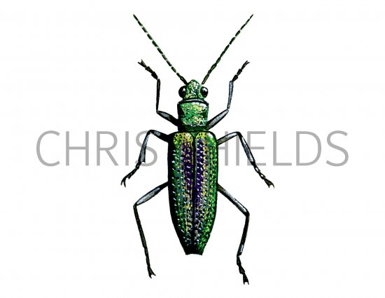 Illustration of Leaf Beetle (Donacia vulgaris) (#1251)