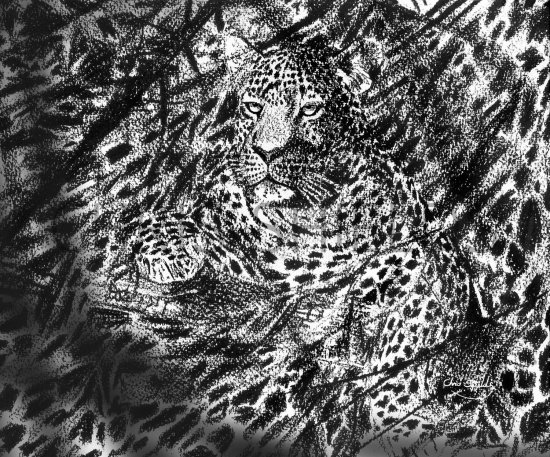 Illustration of Leopard (Panthera pardus) (#2315)
