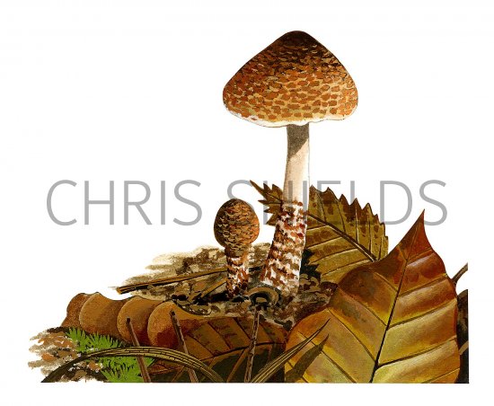 Illustration of Lepiota castanea (#3353)