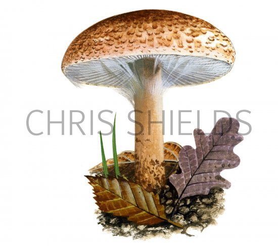 Illustration of Lepiota cortinarius var. cortinarius (#3512)