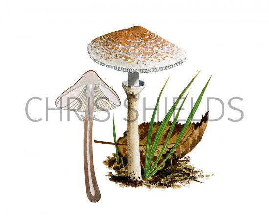 Illustration of Lepiota cristata (#3351)