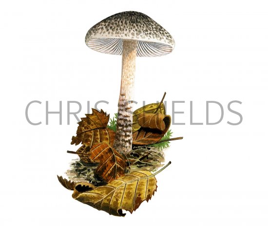 Illustration of Lepiota obscura (#3354)